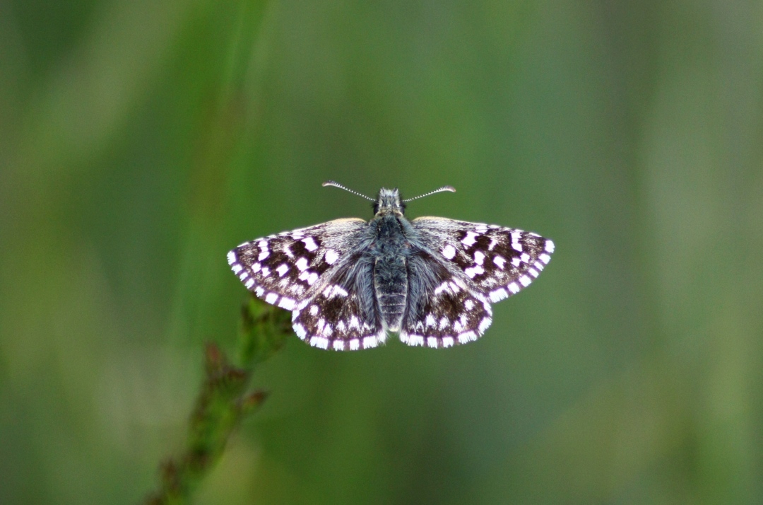 IDENTIFICAZIONE FARFALLE PARCO DEL TICINO
